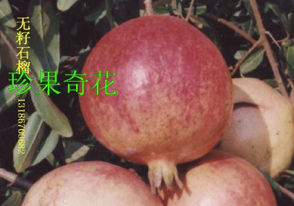供应突尼斯软籽石榴种苗